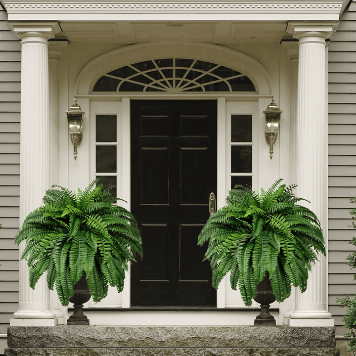 Forever Fresh Fern – Lush Greenery That Lasts Forever - 60% OFF