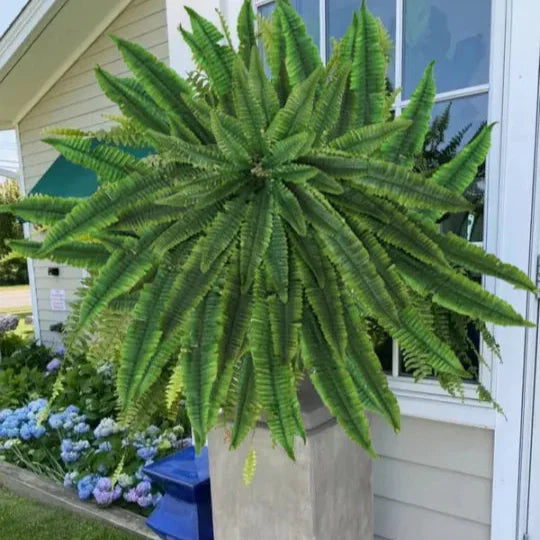 The AuraFern Realistic Boston Fern — Lush, Maintenance-Free Greenery 50% OFF