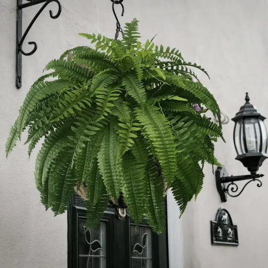 The AuraFern Realistic Boston Fern — Lush, Maintenance-Free Greenery 50% OFF
