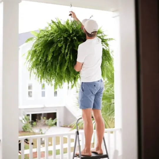 The AuraFern Realistic Boston Fern — Lush, Maintenance-Free Greenery 50% OFF