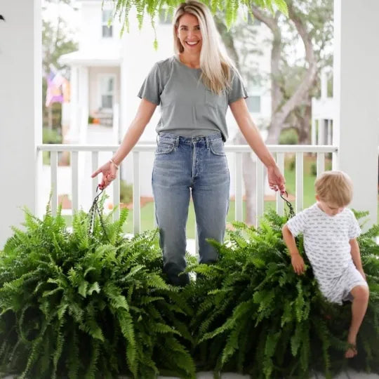 The AuraFern Realistic Boston Fern — Lush, Maintenance-Free Greenery 50% OFF