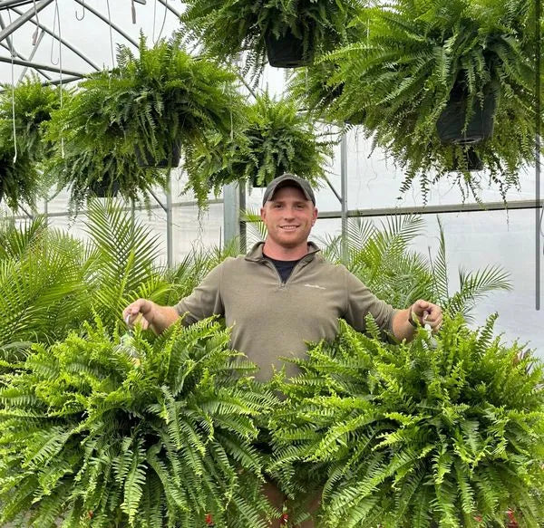 The AuraFern Realistic Boston Fern — Lush, Maintenance-Free Greenery 50% OFF