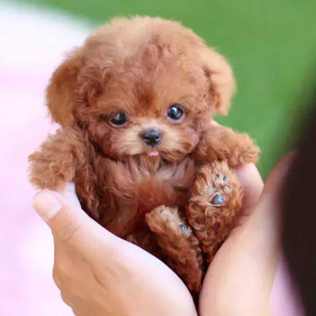 Nicco - My Realistic Robot Puppy - The Perfect Companion, No Mess +50% OFF